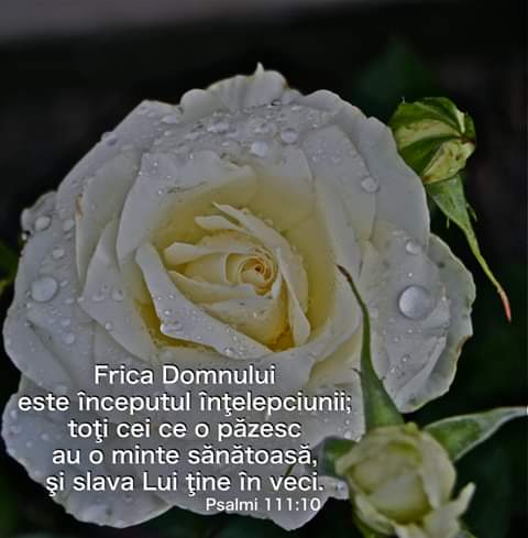 Se încarcă...